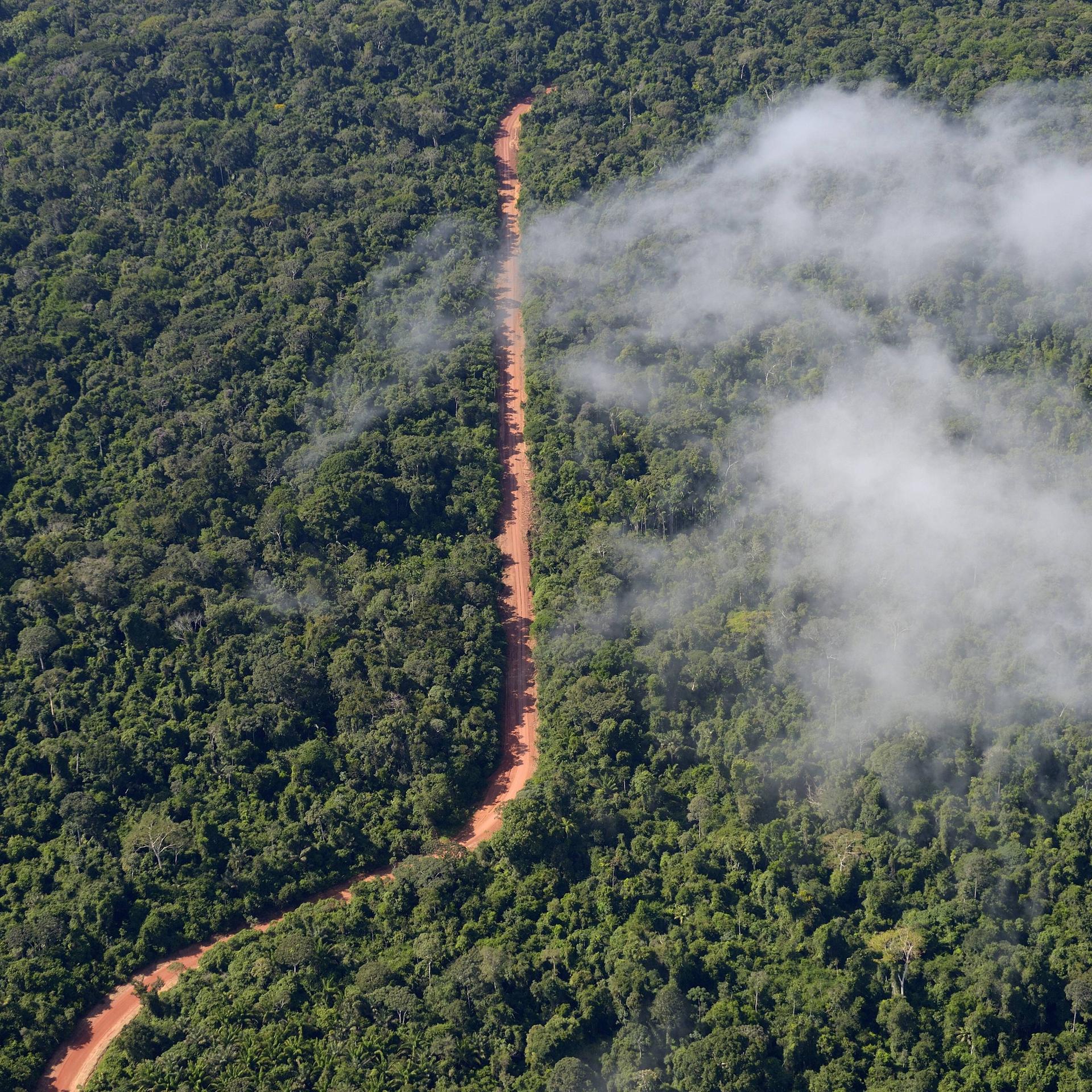 Klimawandel - Wälder nehmen wieder mehr Kohlenstoff auf