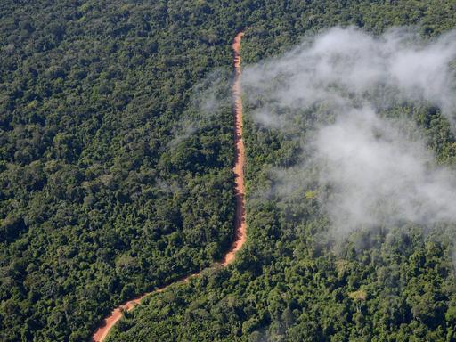 Eine Straße der Tropenholzmafia ist in der Gemeinde Trairao im brasilianischen Bundesstaat Para aus der Luft zu sehen