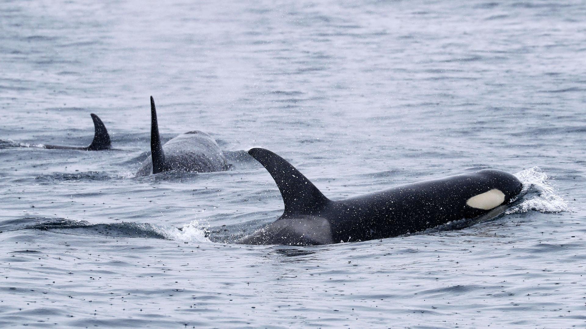 Orcas schwimmen vor der Halbinsel Shiretoko an der Nordostspitze der japanischen Insel Hokkaido. 