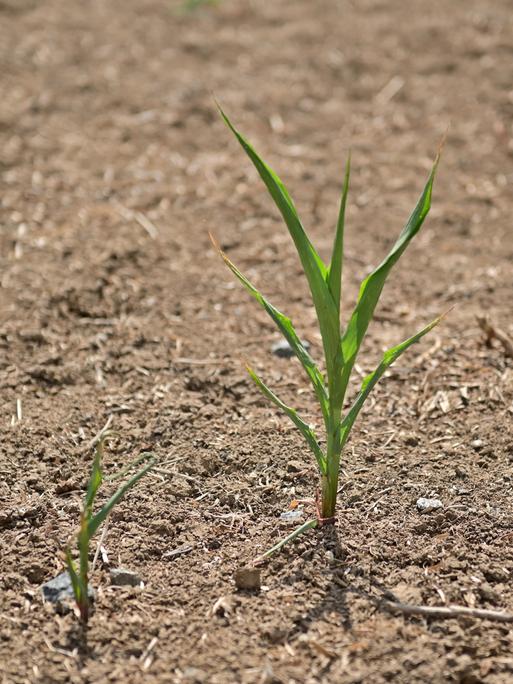 Getreidepflanze in trockenem Boden 