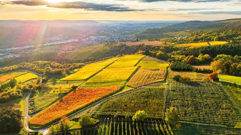 Luftaufnahme der farbenprächtigen Herbstweinberge im Remstal bei Sonnenaufgang. Luftaufnahme der farbenprächtigen Herbstweinberge im Remstal bei Sonnenaufgang.