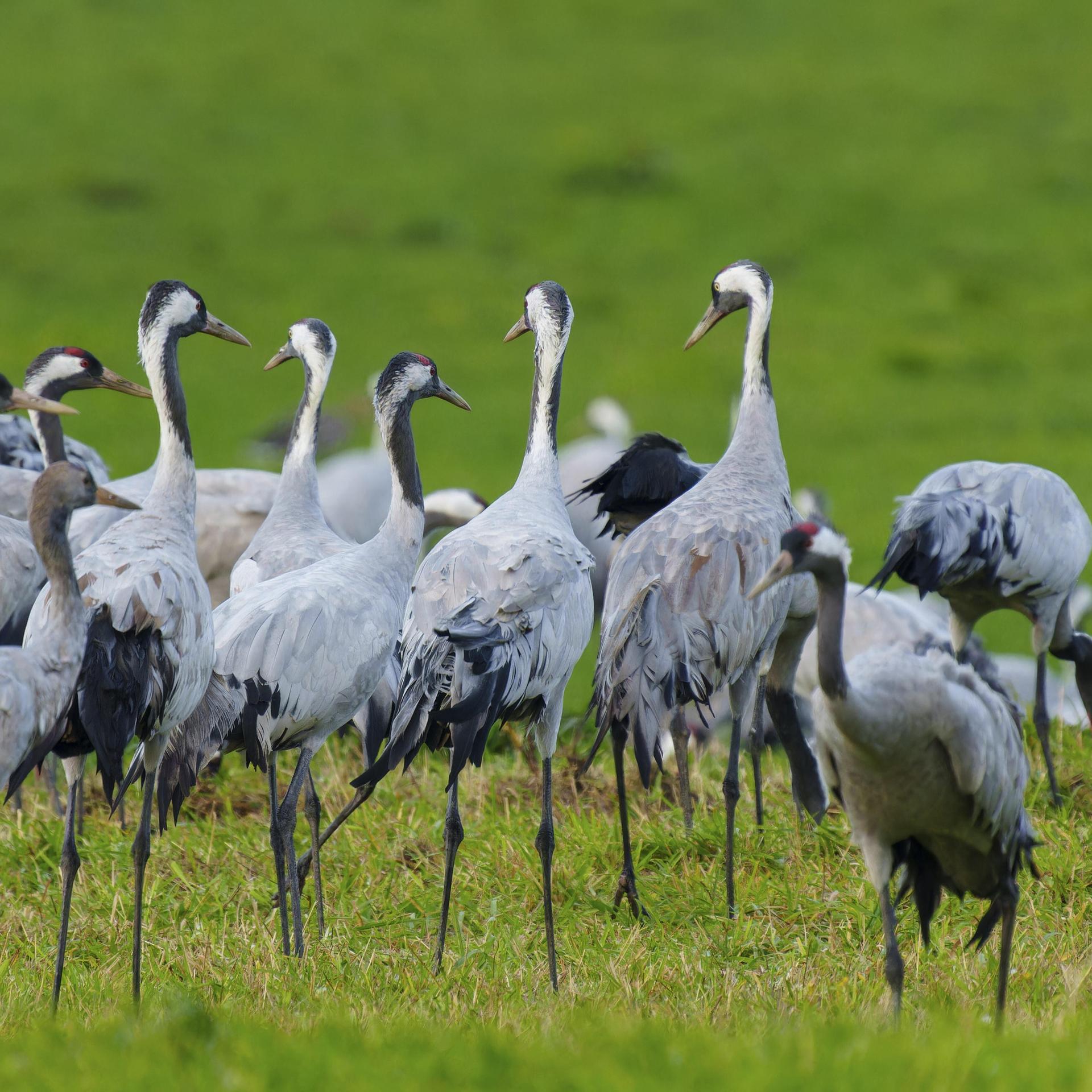 Vogelgrippe - Kraniche treiben H5N1-Ausbrüche voran