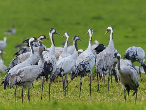 Ruhige Kranichgruppe auf einer Wiese