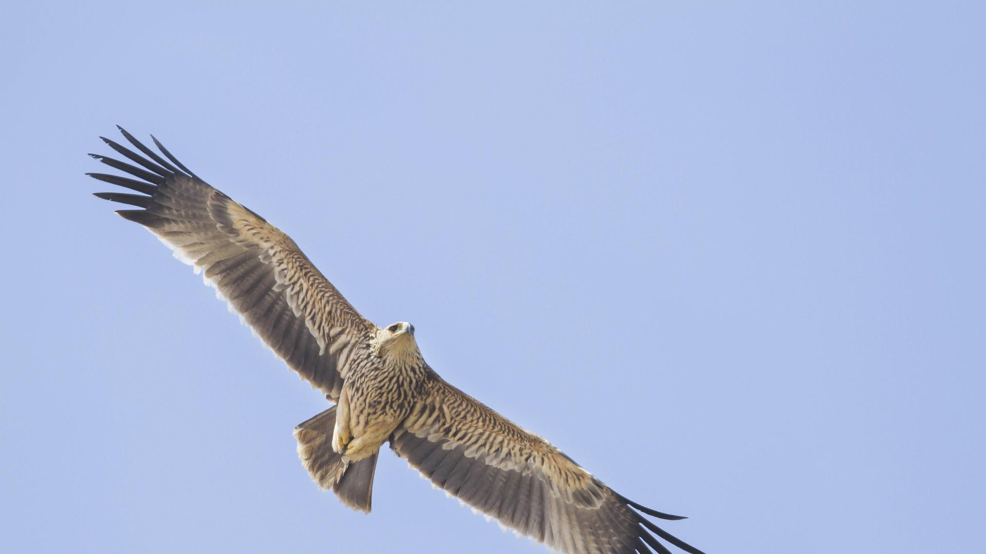 Ein Kaiseradler im Flug am hellblauen Himmel Ein Kaiseradler im Flug am hellblauen Himmel