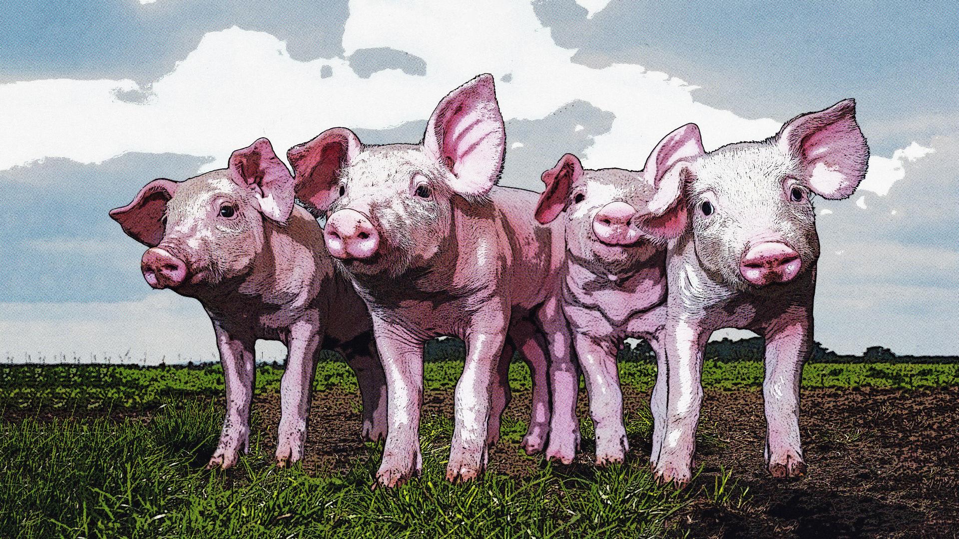 Vier Ferkel auf einer Weide blicken neugierig auf. Illustration im Comic-Stil.