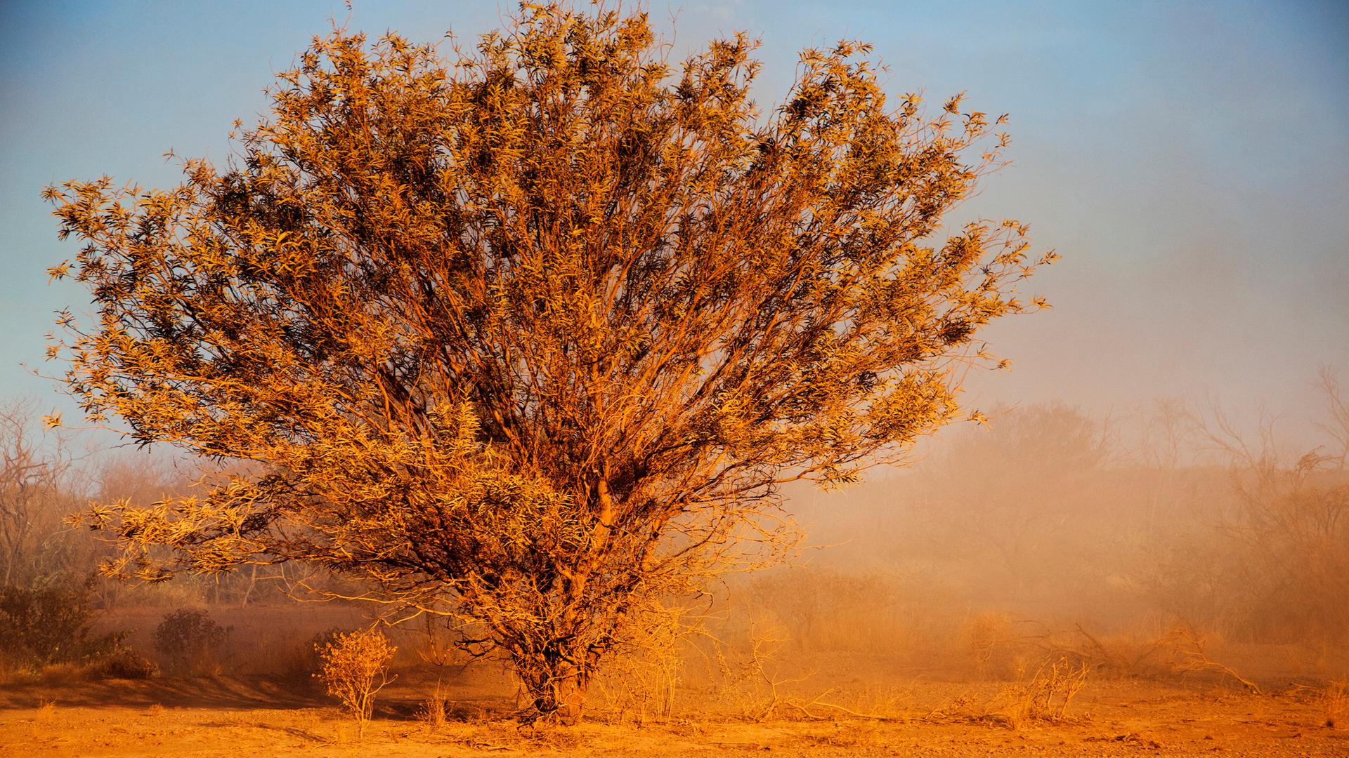 Baum in einer Trockenlandschaft in Australien. Alles sieht rot und staubig aus.