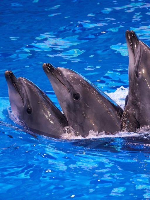 Drei Delfine schwimmen im Meer und scheinen freundlich in die Kamera zu lachen. 