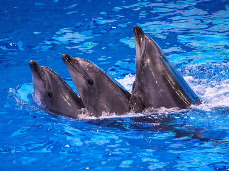 Drei Delfine schwimmen im Meer und scheinen freundlich in die Kamera zu lachen. 