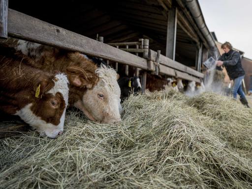 Kälber bekommen Heu auf einem niederländischen Bauernhof 