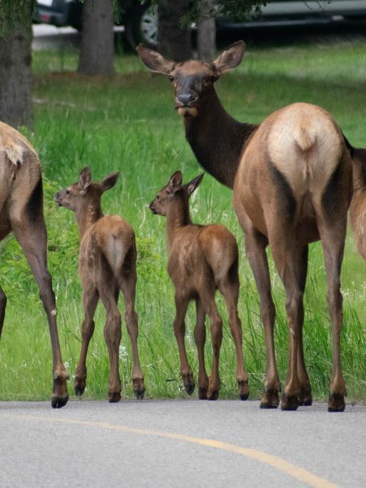 Eine Elchfamilie spaziert über eine Straße in Kanada.