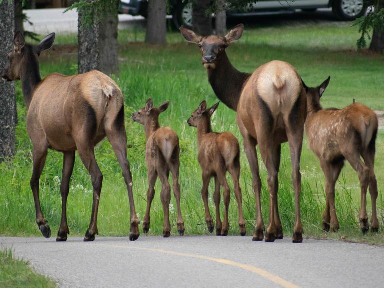 Eine Elchfamilie spaziert über eine Straße in Kanada.