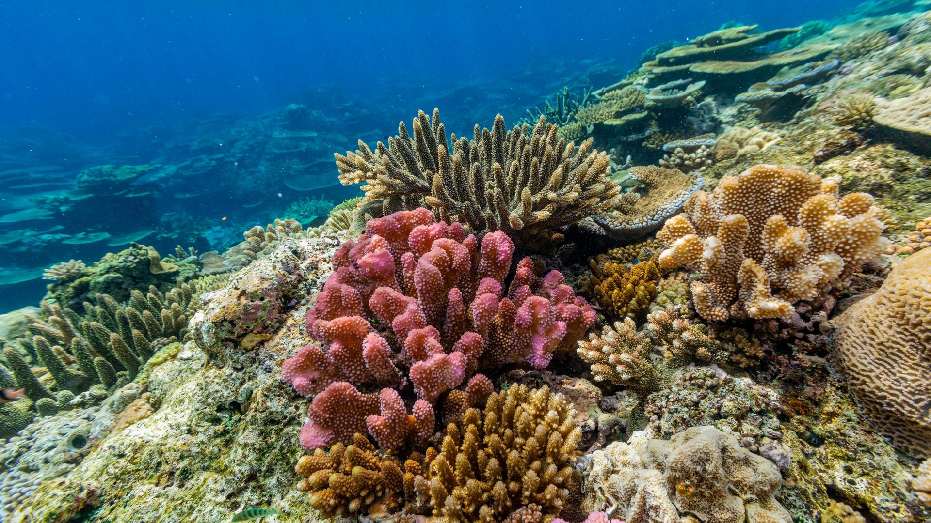 Zu sehen ist ein farbenprächtiges Korallenriff im Vatu-I-Ra Conservation Park vor der Insel Viti Levu in Fidschi, im Südpazifik. Das Riff besteht aus einer Vielzahl harter und weicher Korallenarten in unterschiedlichen Formen und Farben.