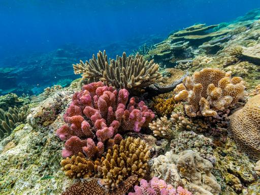Zu sehen ist ein farbenprächtiges Korallenriff im Vatu-I-Ra Conservation Park vor der Insel Viti Levu in Fidschi, im Südpazifik. Das Riff besteht aus einer Vielzahl harter und weicher Korallenarten in unterschiedlichen Formen und Farben.