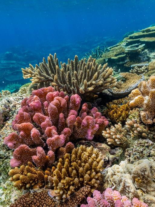 Zu sehen ist ein farbenprächtiges Korallenriff im Vatu-I-Ra Conservation Park vor der Insel Viti Levu in Fidschi, im Südpazifik. Das Riff besteht aus einer Vielzahl harter und weicher Korallenarten in unterschiedlichen Formen und Farben.