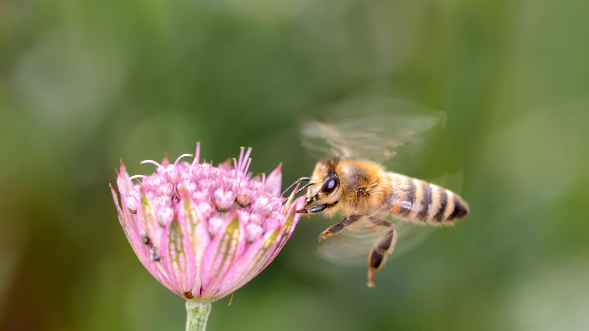 Eine Biene bestäubt eine Blüte. Eine Biene bestäubt eine Blüte.