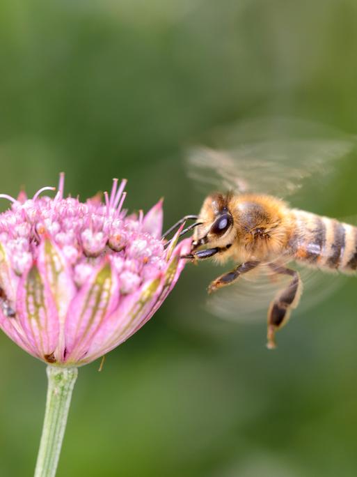 Biene - Apis mellifera - bestäubt eine Blüte der grossen Sterndolde - Astrantia Major *** Bee Apis mellifera pollinating