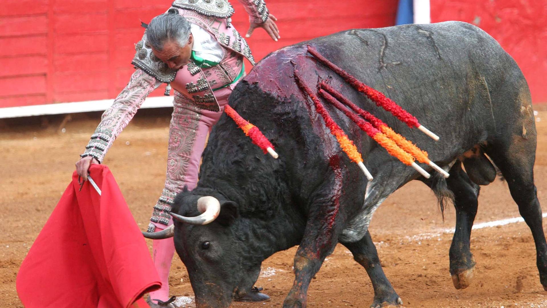Ein mexikanischer Torero steht in einer Arena neben einem Stier, der aus mehreren Wunden stark blutet.
