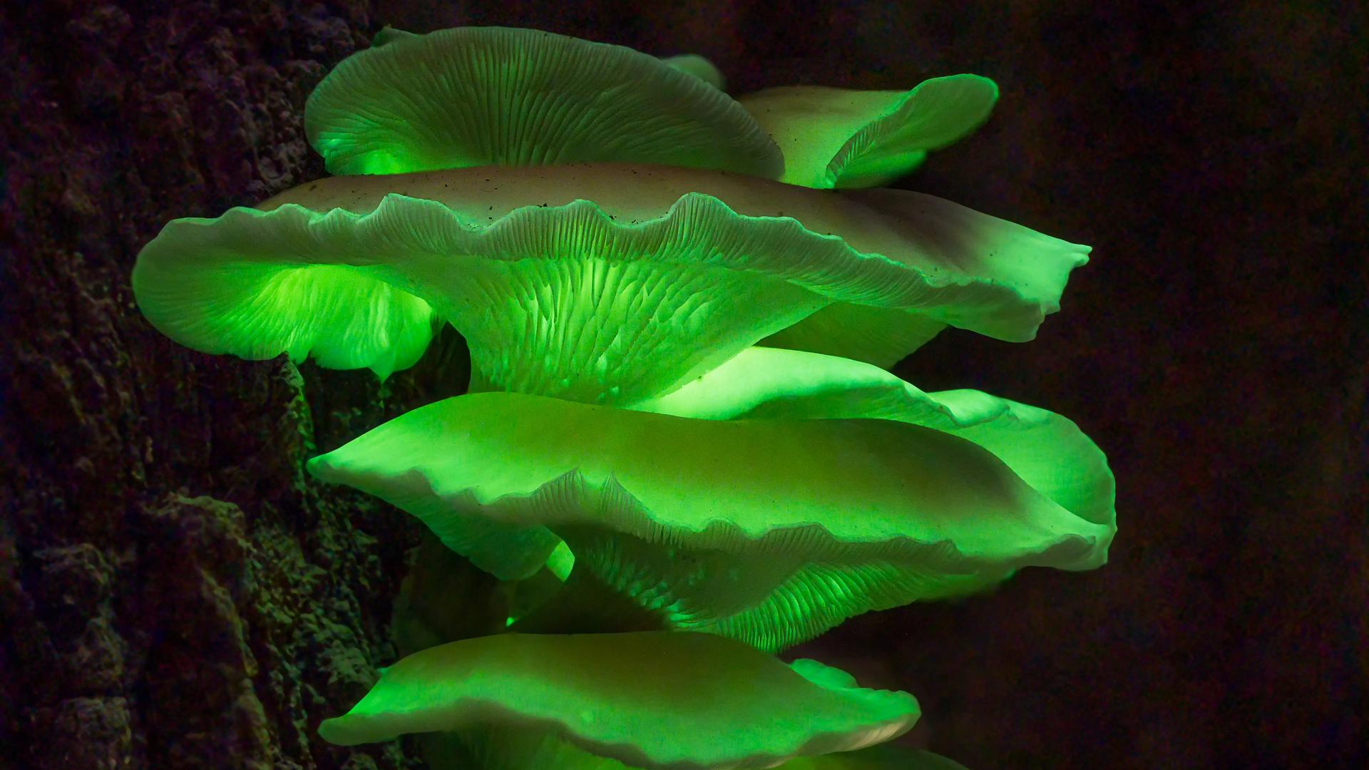 Biolumineszenz-Geisterpilz, Geisterpilz bei Nacht – Omphalotus nidiformis Biolumineszenz-Geisterpilz, Geisterpilz bei Nacht – Omphalotus nidiformis