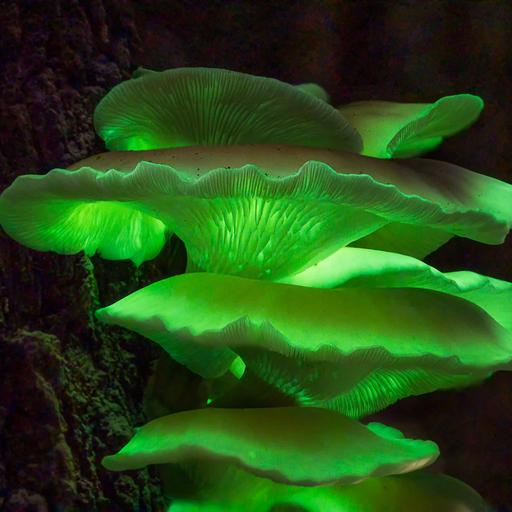 Biolumineszenz-Geisterpilz, Geisterpilz bei Nacht – Omphalotus nidiformis