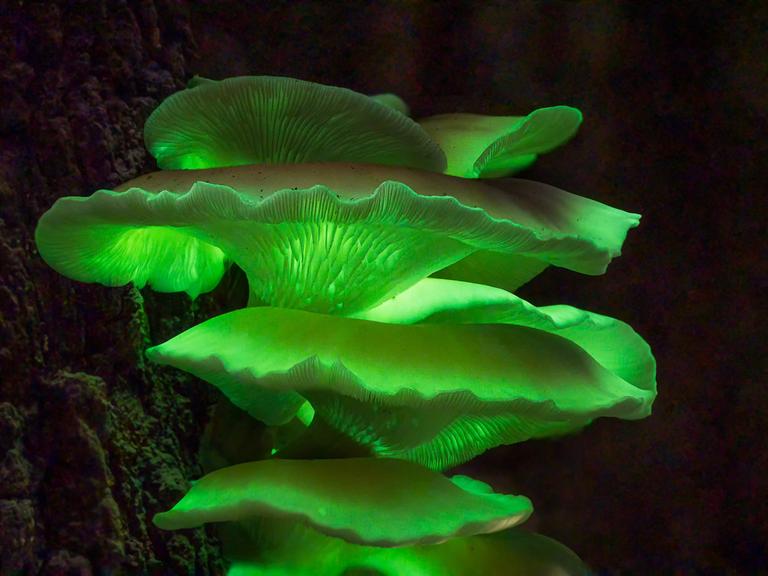 Biolumineszenz-Geisterpilz, Geisterpilz bei Nacht – Omphalotus nidiformis