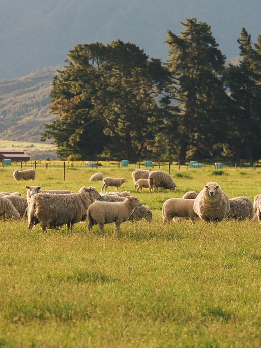 Schafe stehen auf einer Weide in Neuseeland.