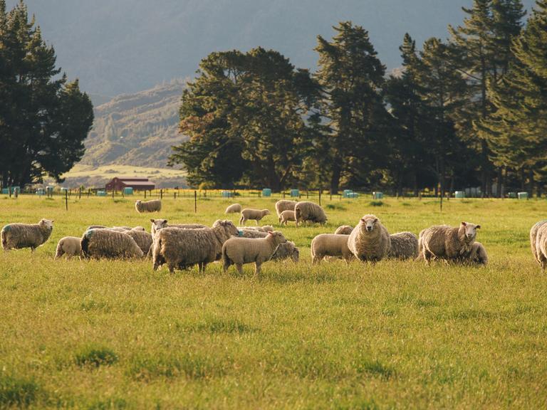 Schafe stehen auf einer Weide in Neuseeland.