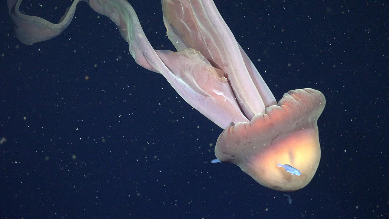 Eine Phantomqualle (Stygiomedusa gigantea) in 250 Metern Tiefe vor Argentiniens Atlantikküste, um sie herum schwimmen sehr klein wirkende Fische.