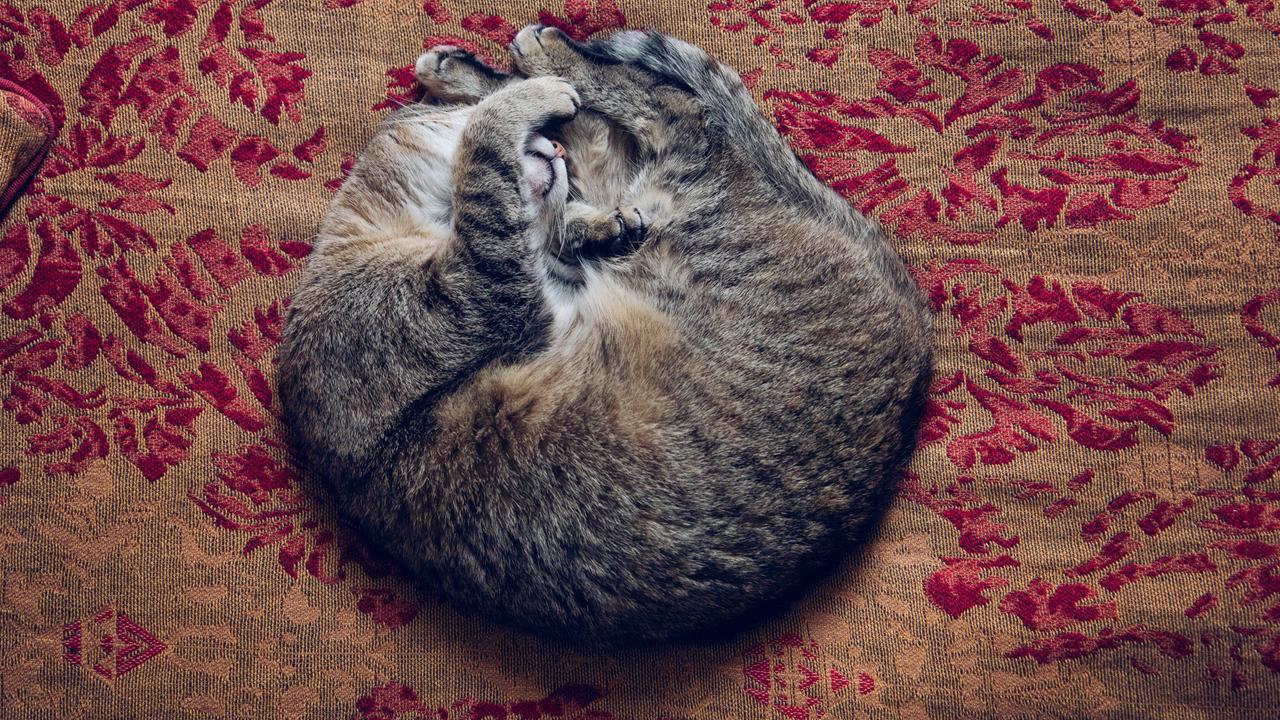 Eine eingerollte Katze liegt schlafend auf einem Kissen.