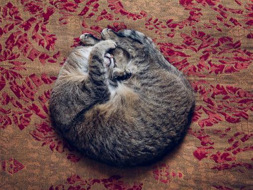 Eine eingerollte Katze liegt schlafend auf einem Kissen.