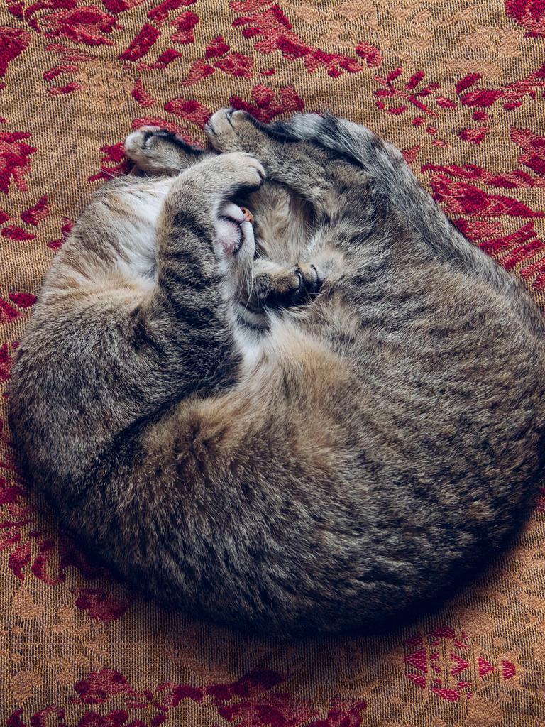 Eine eingerollte Katze liegt schlafend auf einem Kissen.