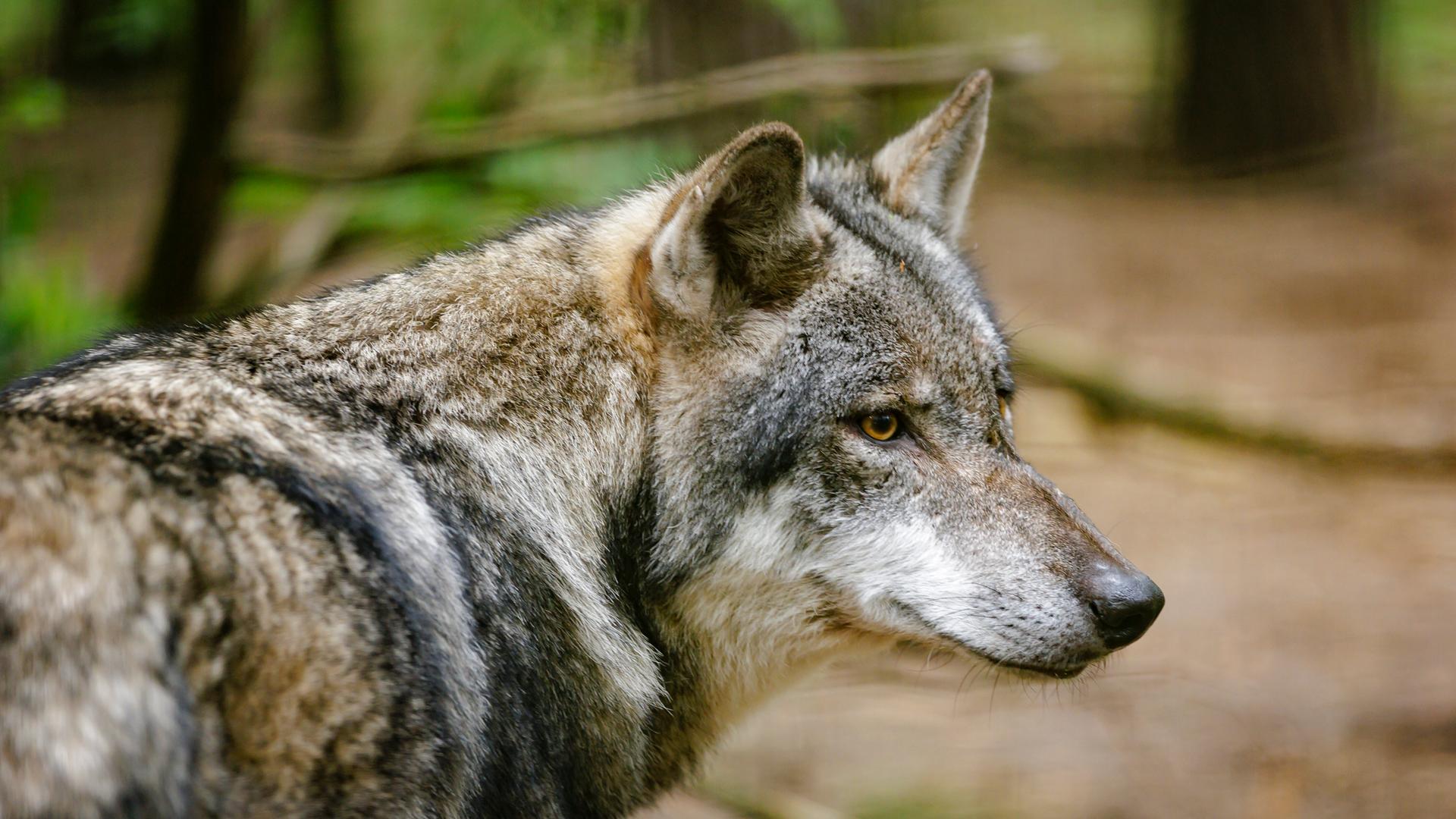 Seitliche Aufnahme von dem Wolf, der in einem Wildgehege vor Bäumen steht. Seitliche Aufnahme von dem Wolf, der in einem Wildgehege vor Bäumen steht.