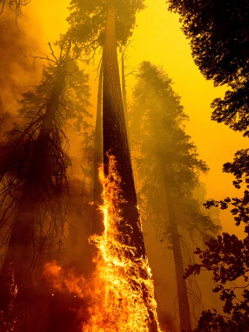 Flammen winden sich an hohen Baumständen empor im Sequoia National Forest in Kalifornien.
