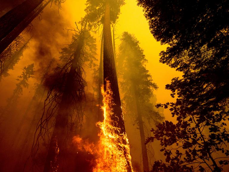 Flammen winden sich an hohen Baumständen empor im Sequoia National Forest in Kalifornien.