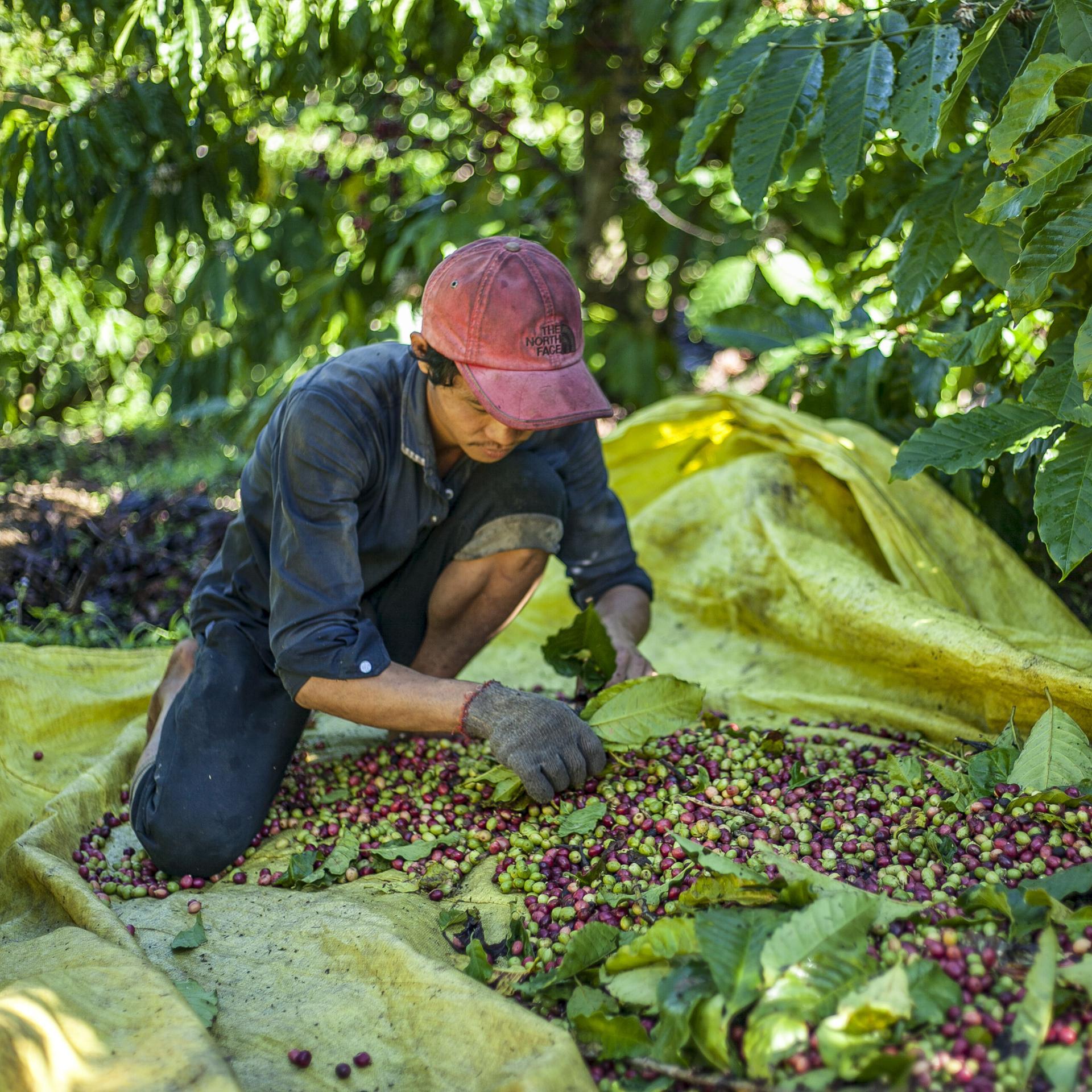 Kaffee - Das Geschäft mit der Bohne