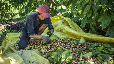 Ein Arbeiter sortiert Kaffeebohnen auf einer großen Plastikplane auf dem Boden in Vietnam
