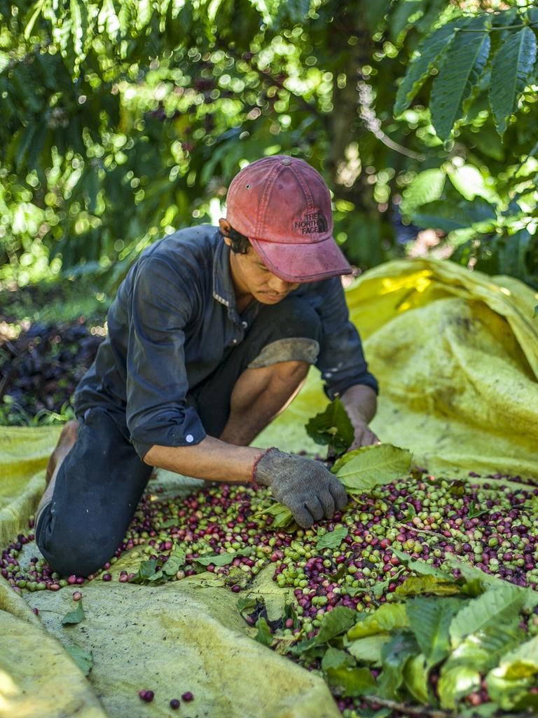 Ein Arbeiter sortiert Kaffeebohnen auf einer großen Plastikplane auf dem Boden in Vietnam