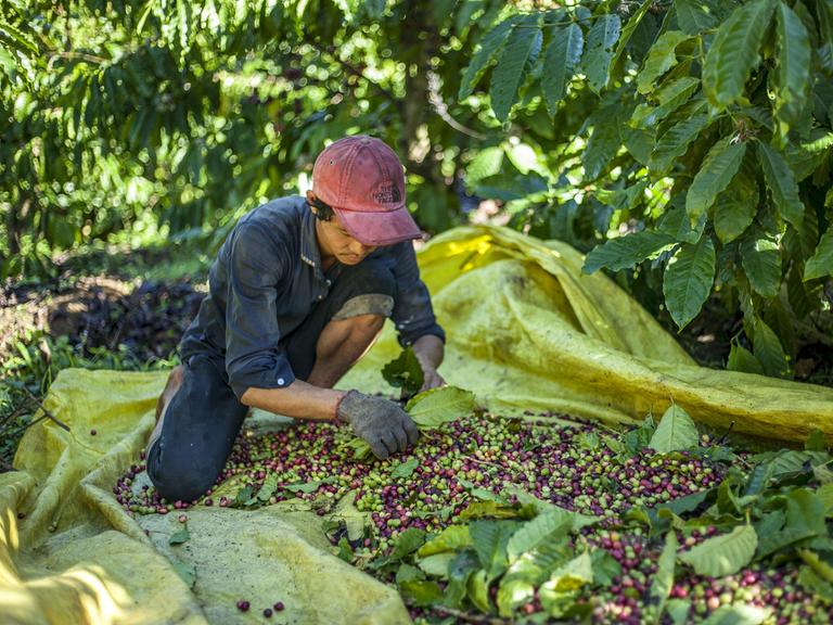 Ein Arbeiter sortiert Kaffeebohnen auf einer großen Plastikplane auf dem Boden in Vietnam
