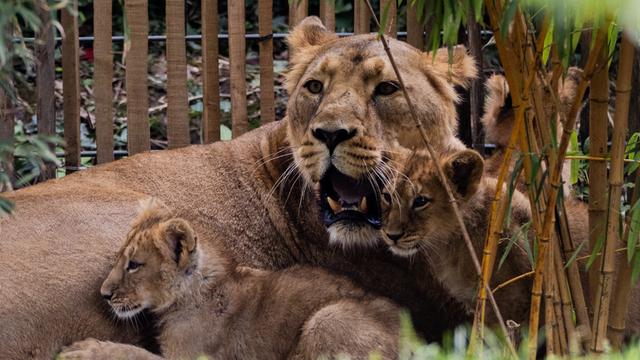 2 Löwen-Babys und ihre Löwen-Mutter. 