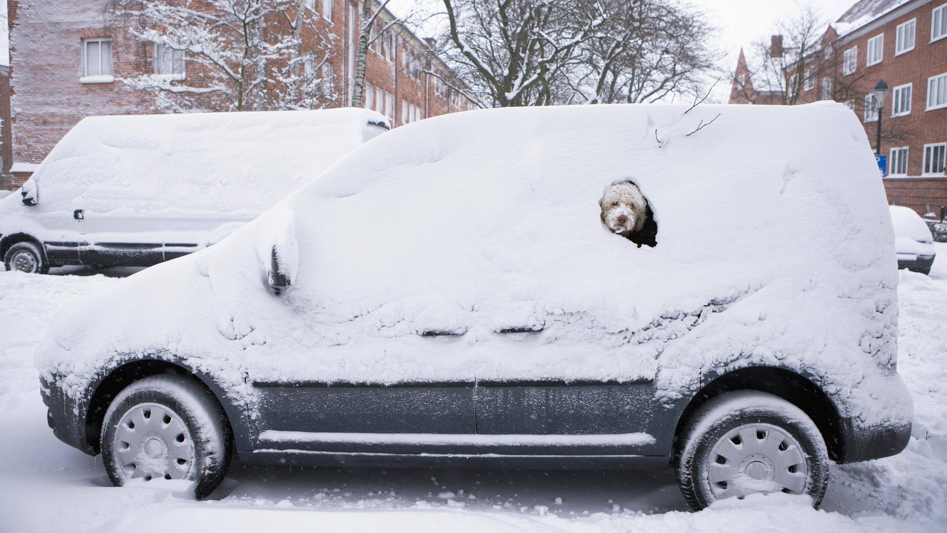 Ein Hund schaut aus einem verschneiten Autofenster.