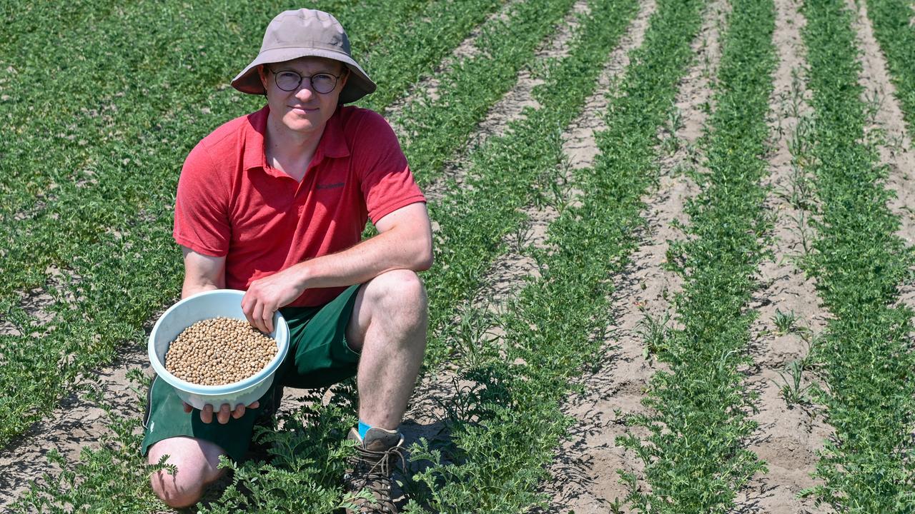 Thomas Gäbert, Vorsitzende der Agragenossenschaft Trebbin e.G., hockt auf einem Feld mit jungen Kichererbsenpflanzen 