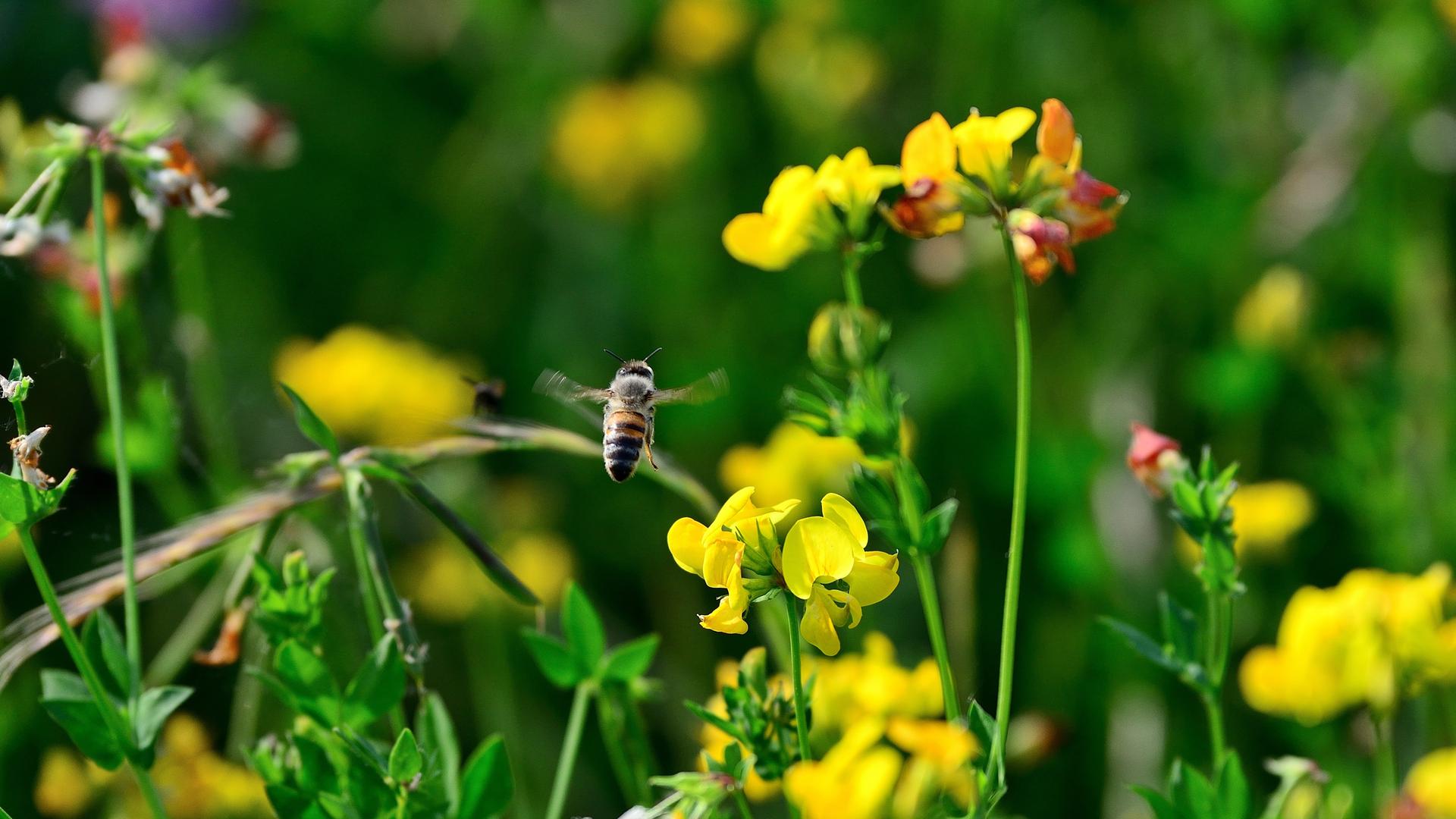 Naturschutz: Wildblumen auf einer Heidelberger Brachfläche. Hier haben sich inzwischen viele Wildblumen und Kräuterpflanzen angesiedelt. Sie locken zahlreiche Insekten und damit auch Vögel an. Dennoch schreitet das Insektensterben voran. Im Bild eine Honigbiene im Flug.