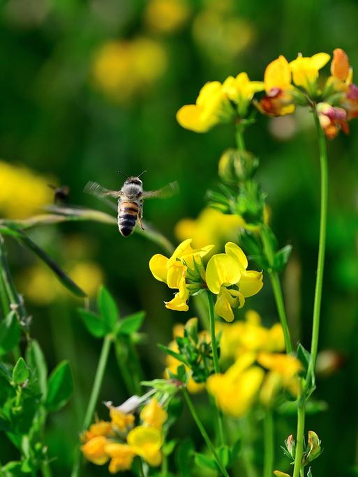 Naturschutz: Wildblumen auf einer Heidelberger Brachfläche. Hier haben sich inzwischen viele Wildblumen und Kräuterpflanzen angesiedelt. Sie locken zahlreiche Insekten und damit auch Vögel an. Dennoch schreitet das Insektensterben voran. Im Bild eine Honigbiene im Flug.