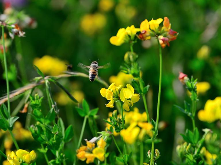 Naturschutz: Wildblumen auf einer Heidelberger Brachfläche. Hier haben sich inzwischen viele Wildblumen und Kräuterpflanzen angesiedelt. Sie locken zahlreiche Insekten und damit auch Vögel an. Dennoch schreitet das Insektensterben voran. Im Bild eine Honigbiene im Flug.