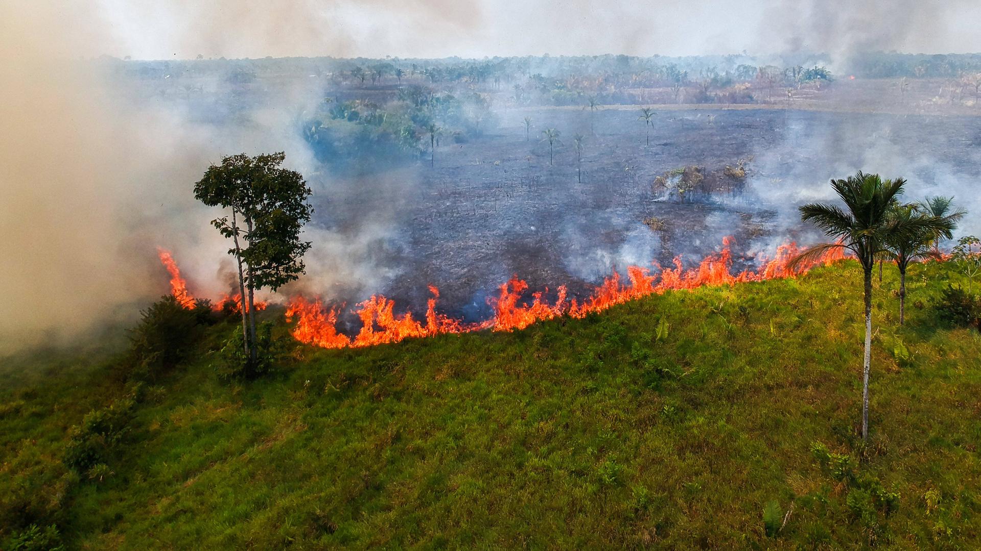 Man sieht ein großes Feuer und Rauch im Regen-Wald von Brasilien.