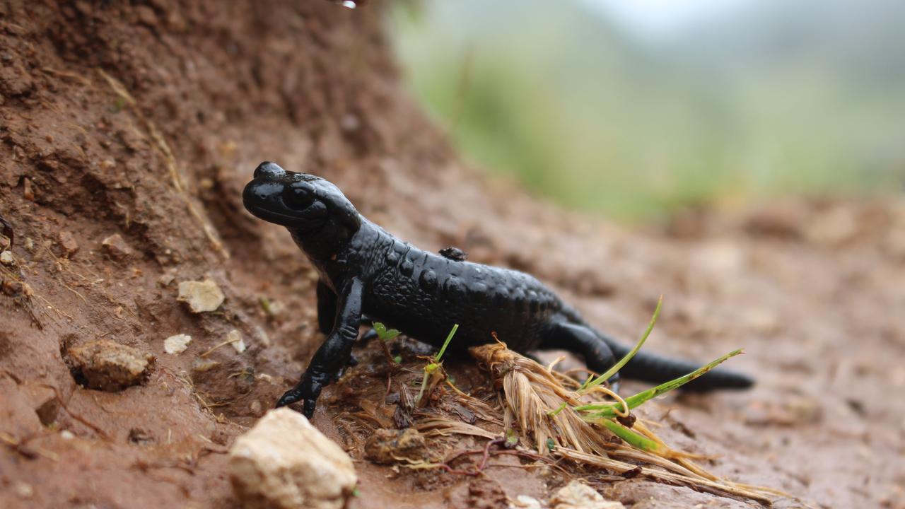 Der schwarze Lurch kriecht über erdigen Boden und reckt den Hals nach oben.