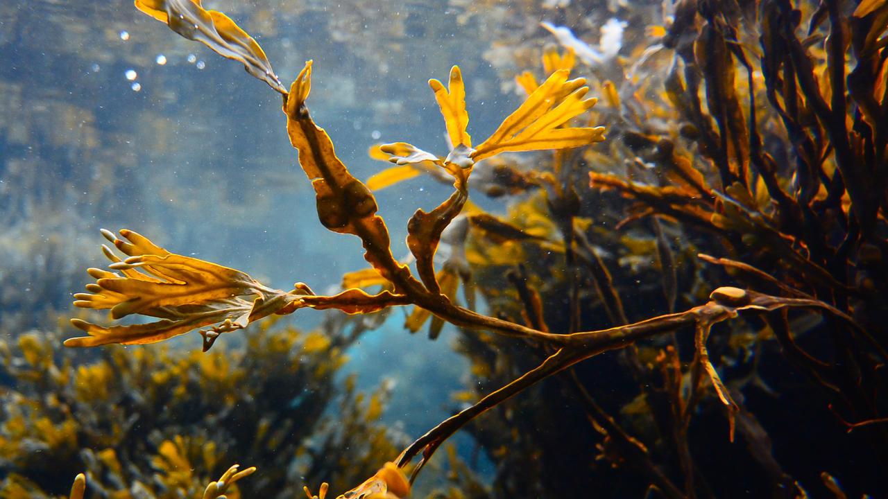 Unterwasseraufnahme des Blasentangs mit länglichen, gelbgrünen Blättern.