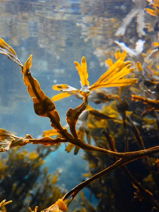 Unterwasseraufnahme des Blasentangs mit länglichen, gelbgrünen Blättern.