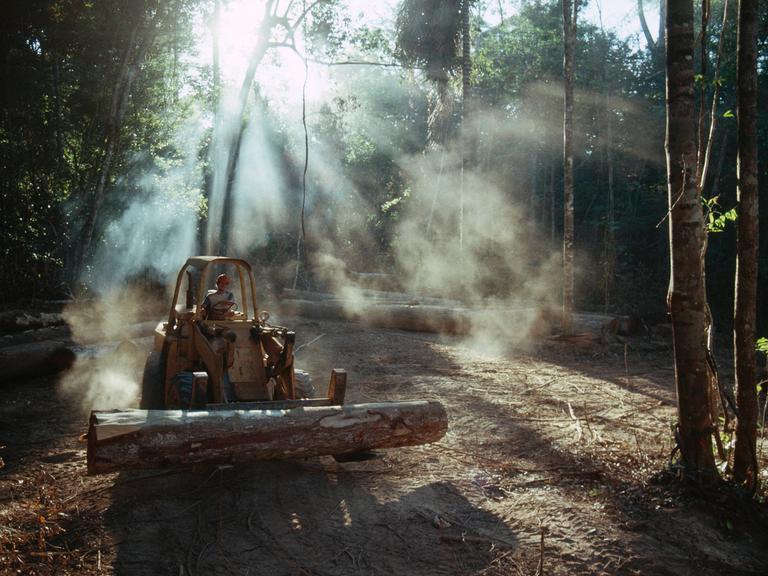 Auf einer sonnendurchfluteten Waldlichtung transportiert ein Arbeiter mit Hilfe einer Baggerschaufel einen großen gefällten Baumstamm.