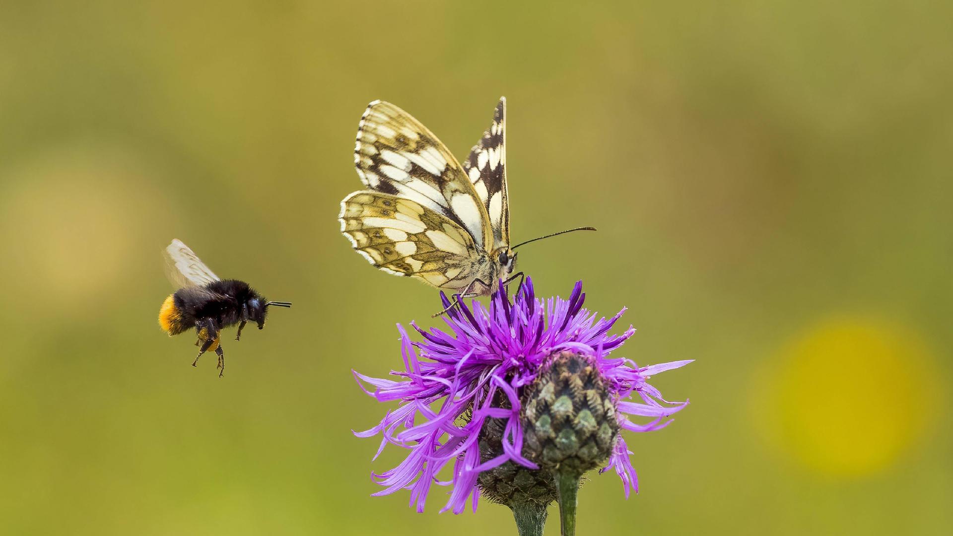 Ein Schachbrettfalter (Melanargia galathea) und eine Steinhummel (Bombus lapidarius) auf einer Wiesen-Flockenblume (Centaurea jacea).