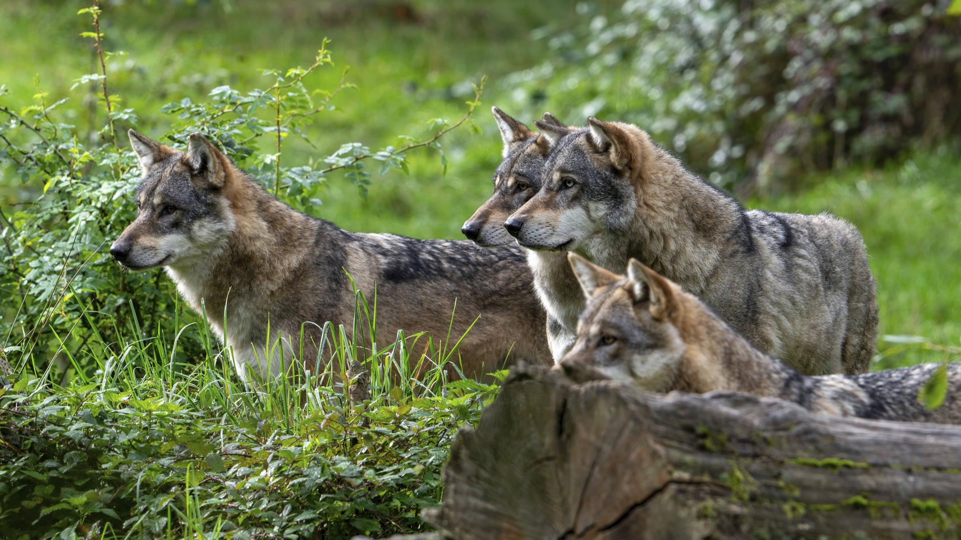 Vier Europäische Grauwölfe stehen im Wald eng zusammen. Die Wölfe blicken alle in eine Richtung. 